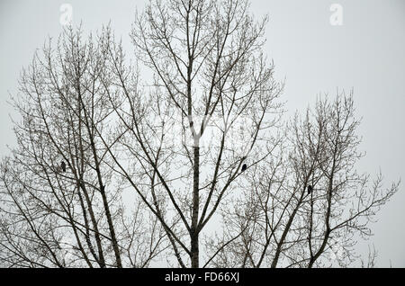 Trois corbeaux sur l'arbre dans un jour d'hiver gris Banque D'Images
