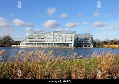 Wisley, Surrey, Angleterre, Royaume-Uni. 28 janvier 2016. Sur une belle journée ensoleillée, les papillons sont de retour au RHS Wisley avec plus d'espèces que jamais. La chrysalide (ou nymphe) conversion dans la pupe dans papillons exotiques et sont ensuite libérés à voler entre les plantes et les gens dans la chaleur tropicale de la serre. Ils seront à l'affiche jusqu'au 6 mars. Credit : Julia Gavin UK/Alamy Live News Banque D'Images