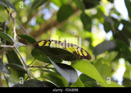 Wisley, Surrey, Angleterre, Royaume-Uni. 28 janvier 2016. Les papillons sont de retour au RHS Wisley avec plus d'espèces que jamais. La chrysalide (ou nymphe) conversion dans la pupe dans papillons exotiques et sont ensuite libérés à voler parmi les plantes et les gens dans la chaleur tropicale de la serre. La 'Malachite' ici contre le feuillage camouflés et d'autres espèces seront exposées jusqu'au 6 mars. Credit : Julia Gavin UK/Alamy Live News Banque D'Images