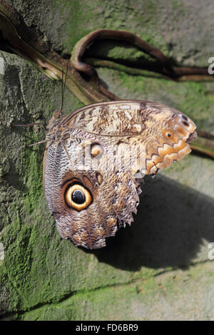 Wisley, Surrey, Angleterre, Royaume-Uni. 28 janvier 2016. Les papillons sont de retour au RHS Wisley avec plus d'espèces que jamais. La chrysalide (ou nymphe) conversion dans la pupe dans papillons exotiques et sont ensuite libérés à voler parmi les plantes et les gens dans la chaleur tropicale de la serre. La 'Chouette' pâle et d'autres espèces seront exposées jusqu'au 6 mars. Credit : Julia Gavin UK/Alamy Live News Banque D'Images