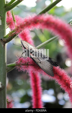 Wisley, Surrey, Angleterre, Royaume-Uni. 28 janvier 2016. Sur une belle journée ensoleillée, les papillons sont de retour au RHS Wisley avec plus d'espèces que jamais. La chrysalide (ou nymphe) conversion dans la pupe dans papillons exotiques et sont ensuite libérés à voler entre les plantes et les gens dans la chaleur tropicale de la serre. Ils seront à l'affiche jusqu'au 6 mars. Credit : Julia Gavin UK/Alamy Live News Banque D'Images