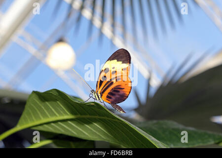 Wisley, Surrey, Angleterre, Royaume-Uni. 28 janvier 2016. Sur une belle journée ensoleillée, les papillons sont de retour au RHS Wisley avec plus d'espèces que jamais. La chrysalide (ou nymphe) conversion dans la pupe dans papillons exotiques et sont ensuite libérés à voler entre les plantes et les gens dans la chaleur tropicale de la serre. Ils seront à l'affiche jusqu'au 6 mars. Credit : Julia Gavin UK/Alamy Live News Banque D'Images