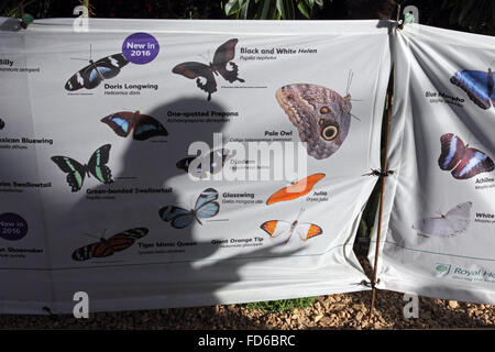 Wisley, Surrey, Angleterre, Royaume-Uni. 28 janvier 2016. Les papillons sont de retour au RHS Wisley avec plus d'espèces que jamais. La chrysalide (ou nymphe) conversion dans la pupe dans papillons exotiques et sont ensuite libérés à voler parmi les plantes et les gens dans la chaleur tropicale de la serre. Ils seront à l'affiche jusqu'au 6 mars. Bannière montrant certaines des espèces sur l'affichage. Credit : Julia Gavin UK/Alamy Live News Banque D'Images