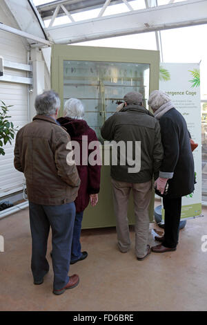 Wisley, Surrey, Angleterre, Royaume-Uni. 28 janvier 2016. Les visiteurs l'affichage de la pupe à RHS Wisley. Les papillons sont de retour au RHS Wisley avec plus d'espèces que jamais. La chrysalide (ou nymphe) conversion dans la pupe dans papillons exotiques et sont ensuite libérés à voler parmi les plantes et les gens dans la chaleur tropicale de la serre. Ils seront à l'affiche jusqu'au 6 mars. Credit : Julia Gavin UK/Alamy Live News Banque D'Images