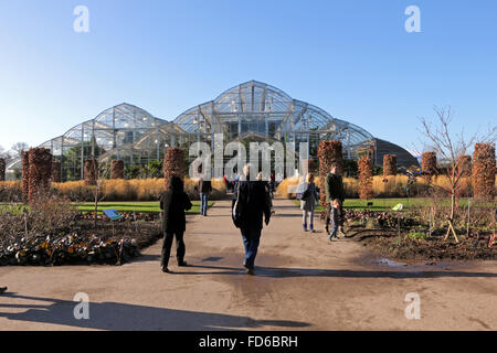 Wisley, Surrey, Angleterre, Royaume-Uni. 28 janvier 2016. Sur une belle journée ensoleillée, les papillons sont de retour au RHS Wisley avec plus d'espèces que jamais. La chrysalide (ou nymphe) conversion dans la pupe dans papillons exotiques et sont ensuite libérés à voler entre les plantes et les gens dans la chaleur tropicale de la serre. Ils seront à l'affiche jusqu'au 6 mars. Credit : Julia Gavin UK/Alamy Live News Banque D'Images