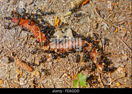 Un groupe de fourmis mortes manger ver Banque D'Images