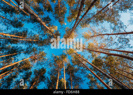 Couvert de grands pins. Branches supérieures des bois dans les forêts de conifères. Low Angle View Banque D'Images