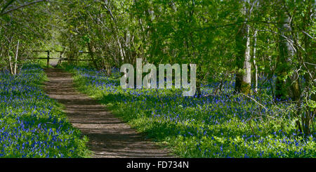 Chemin à travers English bluebells dans Gransden et Waresley Cambridgeshire Bois Banque D'Images
