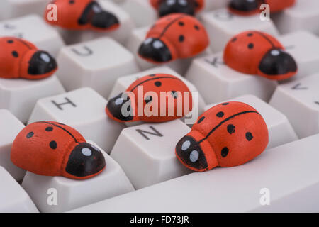 Coccinelles / coccinelles sur un clavier de PC - comme une métaphore visuelle pour le concept de 'bug' ou 'infection virale / system'. Banque D'Images