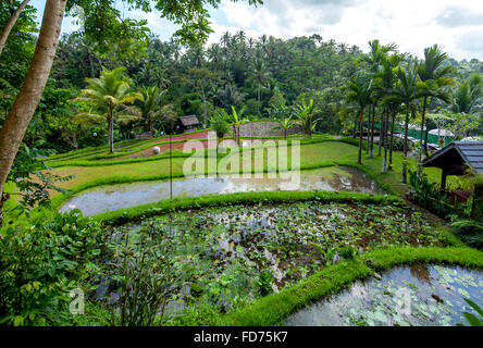 Hôtel complexe dans un bon hôtel de ville de Ubud, palmiers, surfaces de l'eau, Ubud, Bali, Indonésie, Asie