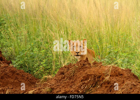 Un lion mâle juvénile pairs hors de quelques hautes herbes tout en se cachant derrière un tas de saleté dans Murchison Falls National Park, de l'Ouganda. Banque D'Images