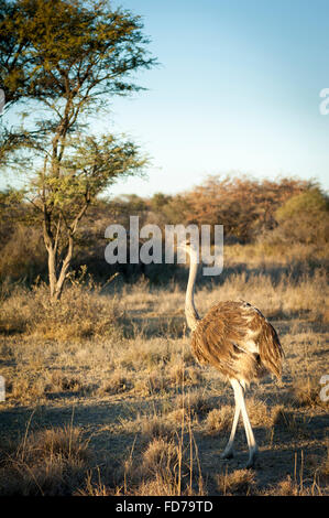 Grande autruche sauvage au Botswana, l'Afrique alors que sur Safari Banque D'Images