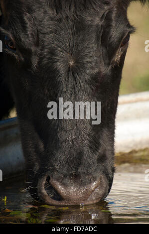 Bovins Angus cow l'eau potable de creux en pâturage de graminées Banque D'Images