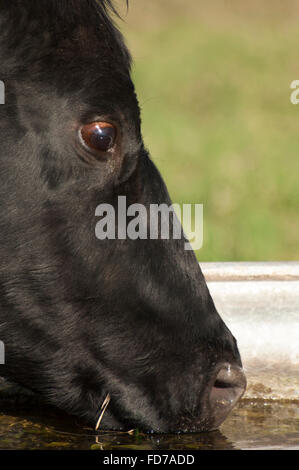 Bovins Angus cow l'eau potable de creux en pâturage de graminées Banque D'Images