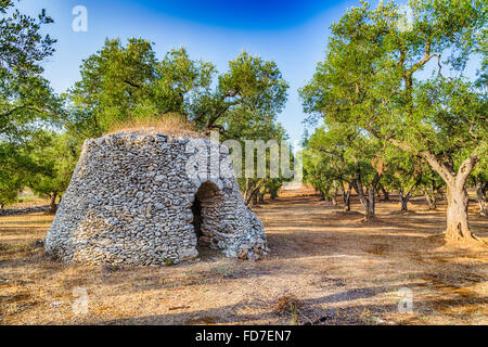 Cabane en pierre sèche avec Dome en bosquet d'oliviers dans le Salento dans les Pouilles en Italie Banque D'Images