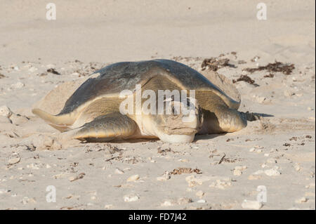 Tortue franche du Natator depressus (tortue de mer), endémique, femme de retourner à la mer après la nidification, l'ouest de l'Australie Banque D'Images