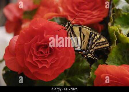 Fleur rouge et papillon Banque D'Images