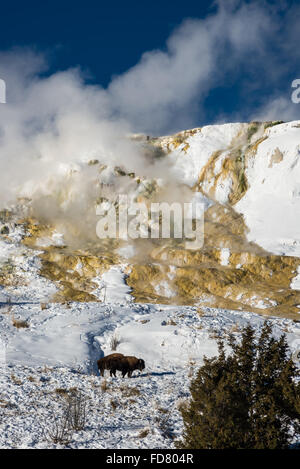 Le pâturage des bisons dans la neige en face du travertin steamy terrasse à Mammoth Hot Springs. Le Parc National de Yellowstone, Wyoming, USA. Banque D'Images