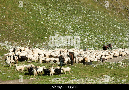 Georgien, Mtskheta-Mtianeti, Schafherde mit Hirten südlich von Stepansminda, Banque D'Images