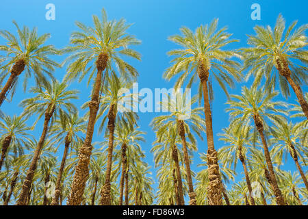 Un palm tree farm dans Imperial County, Californie Banque D'Images