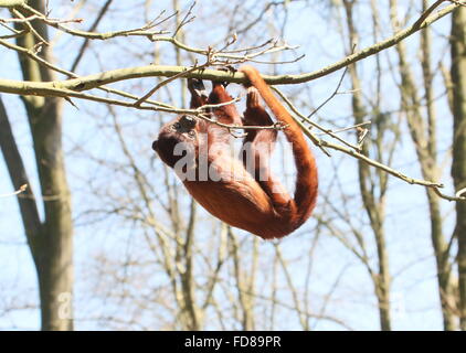 Rouge vénézuélienne juvénile (singe hurleur Alouatta alonnatta) dans un arbre, ancré par sa queue préhensile Banque D'Images