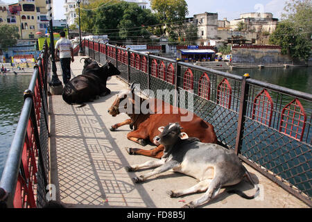 Les vaches portant sur un pont, Udaipur, Rajasthan, Inde Banque D'Images