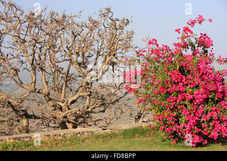 Jardin du Palais de la mousson, Udaipur, Rajasthan, Inde Banque D'Images