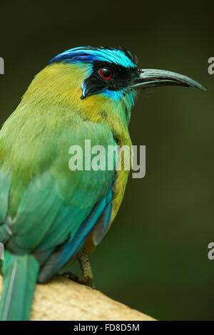 Blue-couronné (Houtouc Momotus momota) assis sur un arbre Banque D'Images