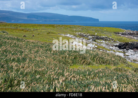 La Nouvelle-Zélande, îles Auckland. Océan Pacifique Sud vue côtière d'Enderby Island. Tussac (POA) litorosa alias tussak. Banque D'Images