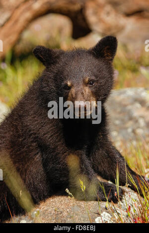 Portrait de bébé ours noir (Ursus americanus) assis sur un arbre Banque D'Images