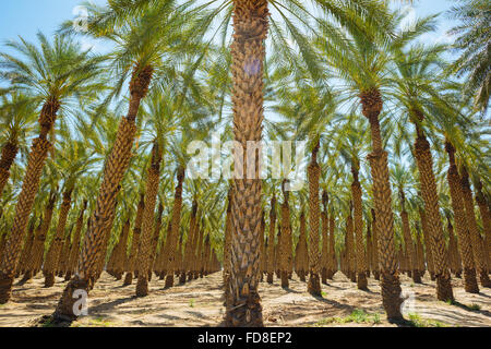 Un palm tree farm dans Imperial County, Californie Banque D'Images