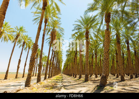 Un palm tree farm dans Imperial County, Californie Banque D'Images