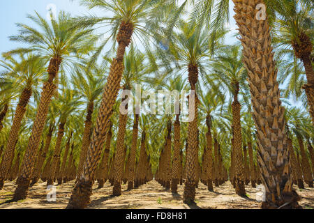 Un palm tree farm dans Imperial County, Californie Banque D'Images