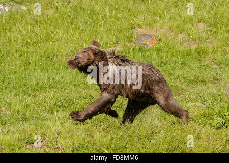 Les jeunes ours grizzli (Ursus arctos) secouant après la baignade Banque D'Images