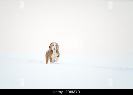 Chien beagle plein air course dans la neige Banque D'Images