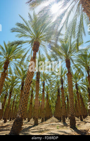 Un palm tree farm dans Imperial County, Californie Banque D'Images