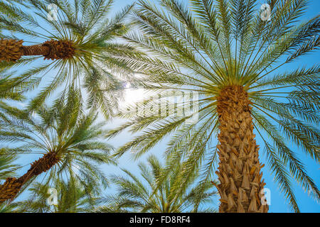 Un palm tree farm dans Imperial County, Californie Banque D'Images