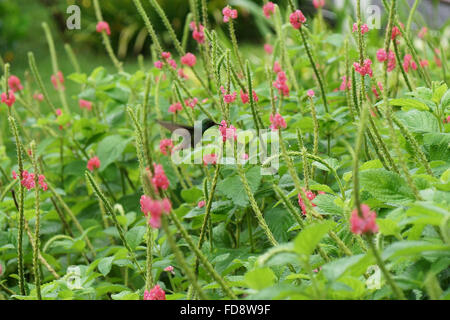 Alimentation à partir de porterweed Hummingbird blooming bush en vol. Banque D'Images