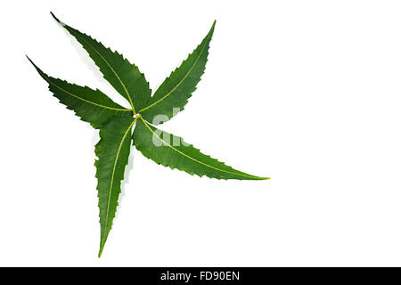 Feuilles de Neem Herb Personne n Banque D'Images