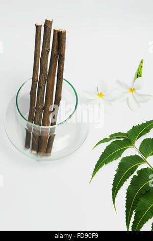 Feuilles de Neem Herb Personne n Banque D'Images