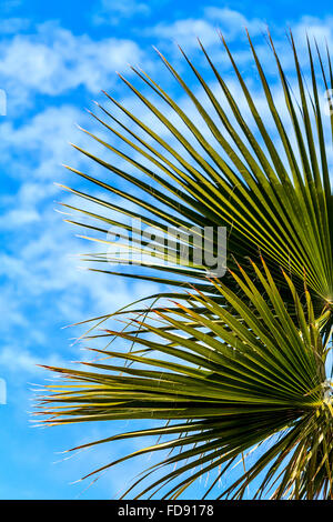 Des branches de palmiers sur fond de ciel bleu Banque D'Images