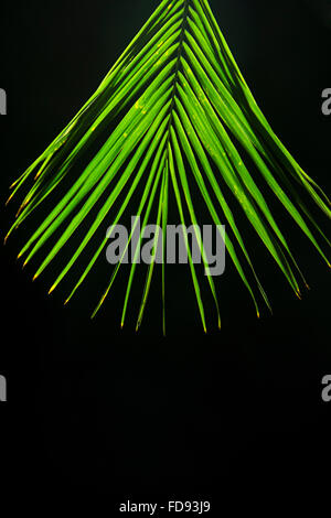 La vie végétale Personne n Banque D'Images