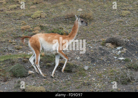 Guanaco (Lama guanicoe), Parc National Torres del Paine, Patagonie chilienne, Chili Banque D'Images