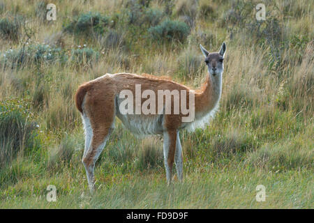 Guanaco (Lama guanicoe), Parc National Torres del Paine, Patagonie chilienne, Chili Banque D'Images