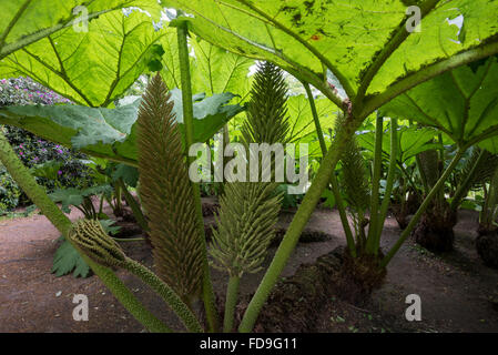 Gunnera manicata géant avec des feuilles vertes et des tiges à fleurs étranges. Banque D'Images