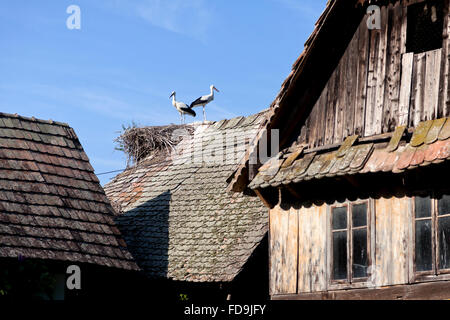 Cigoc, Croatie, les cigognes sur le toit d'une maison Banque D'Images