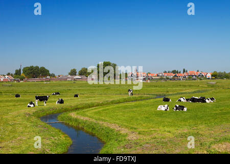 Vaches et un lointain village de polders hollandais typique sur l'île de Marken. Banque D'Images