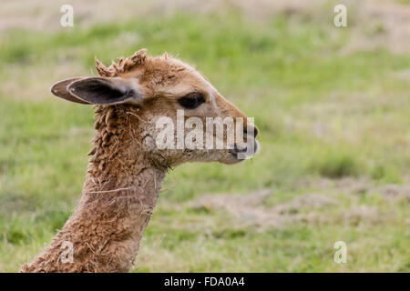 Libre d'un Lama Banque D'Images