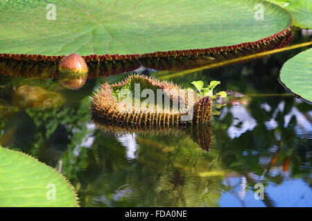 Fleur de la Victoria Amazonica, ou Victoria Regia Banque D'Images