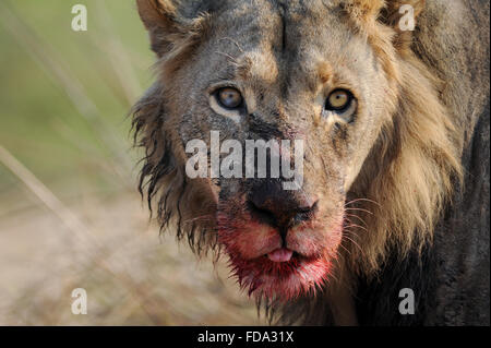 Portrait of a male lion (Panthera leo) avec des cobes lechwes rouges kill dans Moremi National Park (zone Khwai), Botswana Banque D'Images